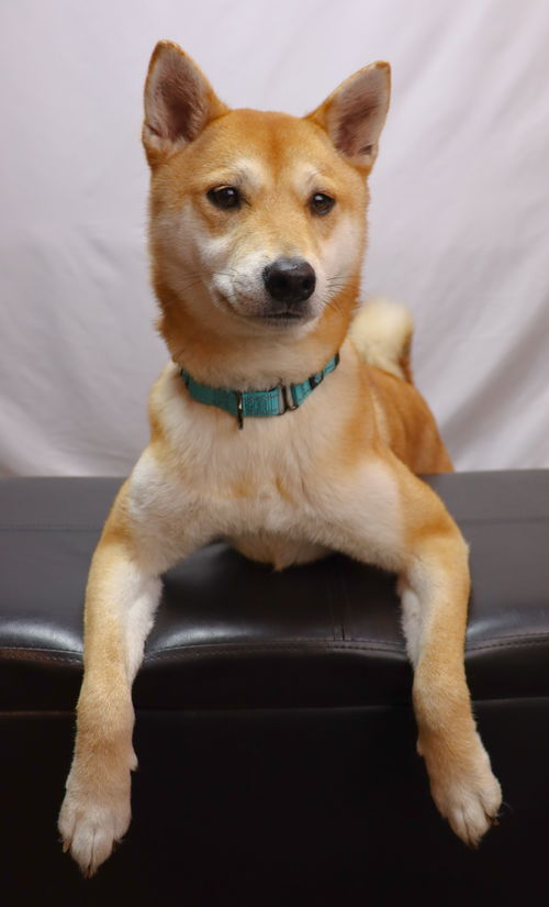 Lulabelle