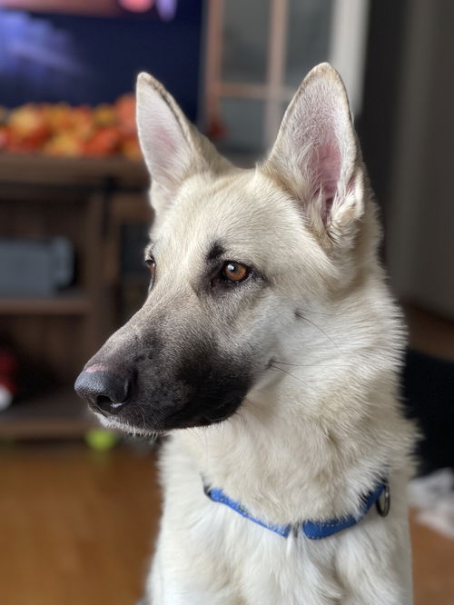 Dakota