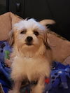 Teddy