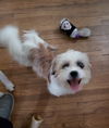 Teddy