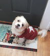 Teddy