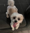 Teddy