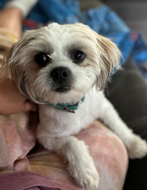 Teddy