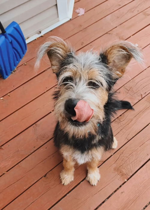 Benji