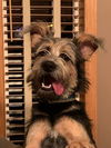 Benji