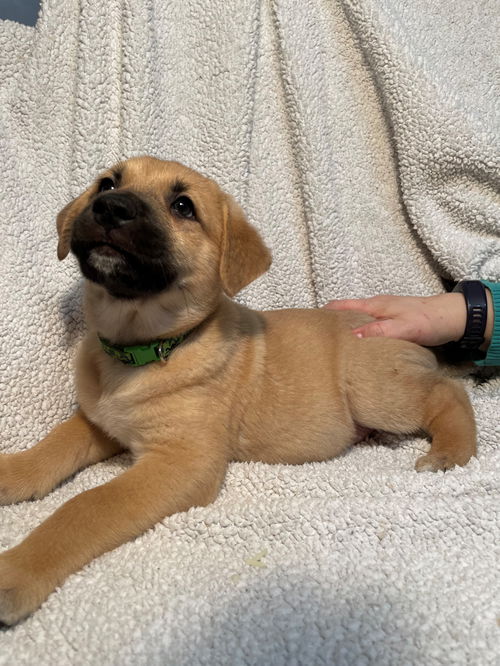 Basil