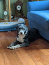 Addie