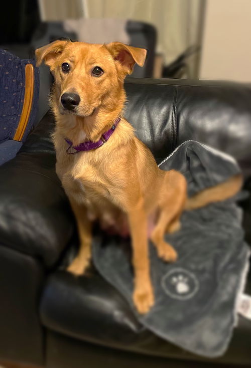 Daisy Doo