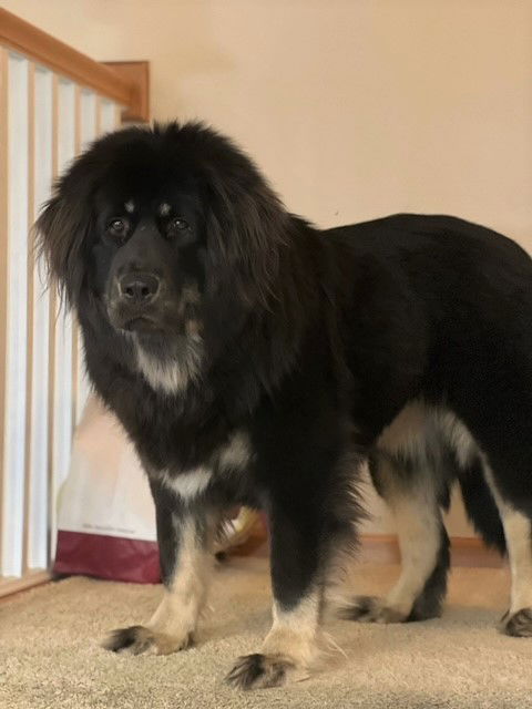 Nala