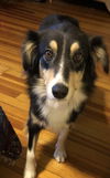 Lassie