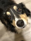 Lassie