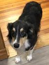 Lassie