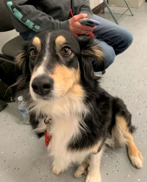 Lassie