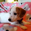 Lilly Lou