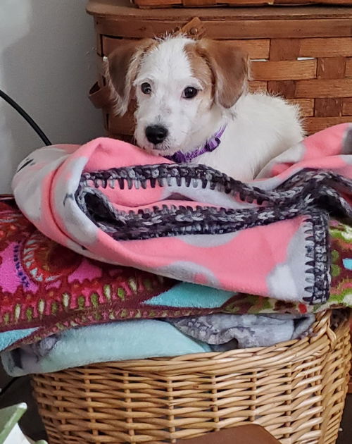 Lilly Lou
