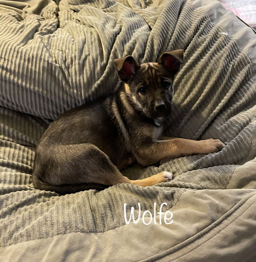 Wolfe