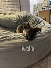Wolfe