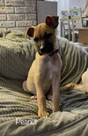 Peanut