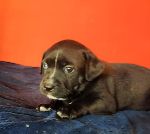 Lila
