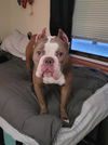 Nala Nugget
