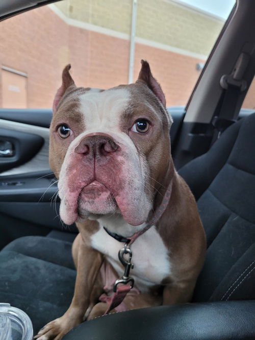 Nala Nugget