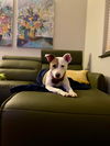 Tootsie