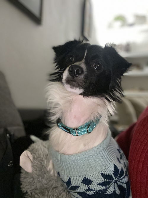 Loki