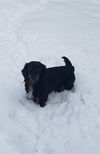 Oliver Twist