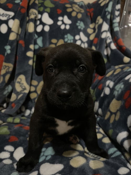 Onyx