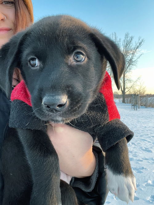 Jet