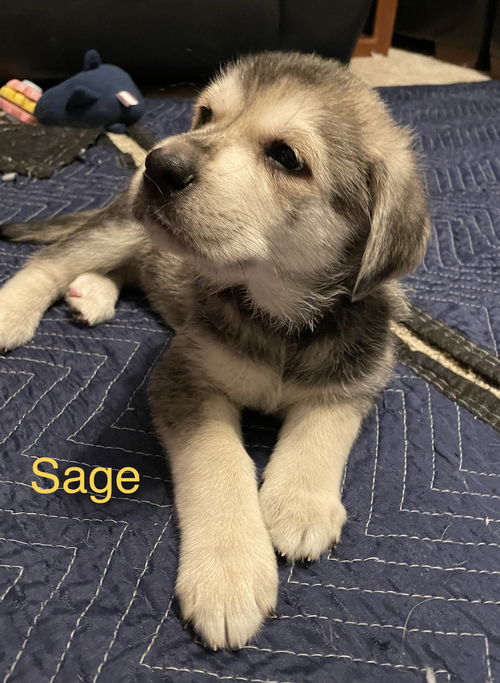 Sage