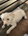 Abby