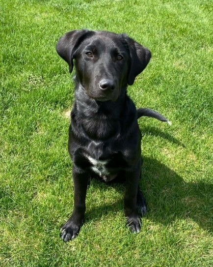 Oscar