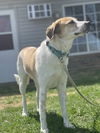 Toby