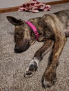 Vanna