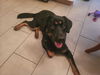 Rex