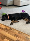 Rex