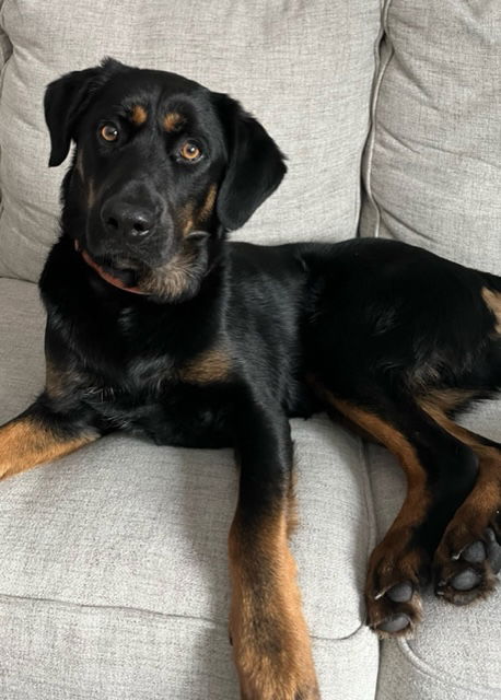 Rex