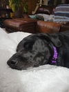 Sadie