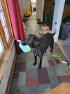 Sadie