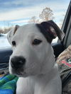 Hallie