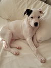 Hallie