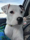 Hallie