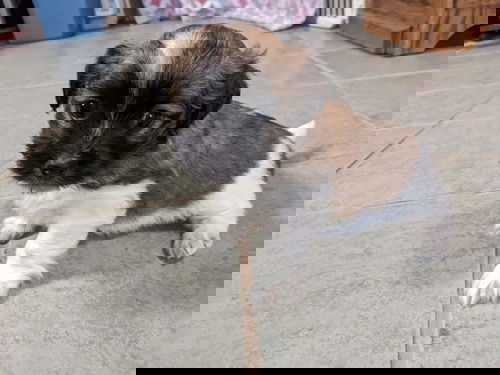 Fergus