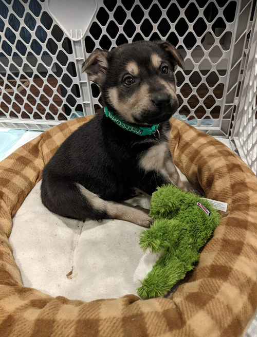 Loki