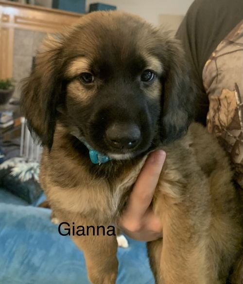 Gianni