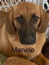 Manolo