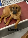 Manolo