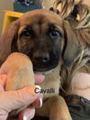 Cavalli