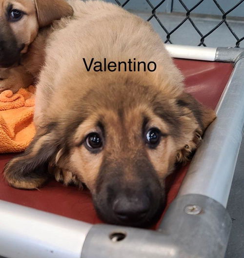 Valentino